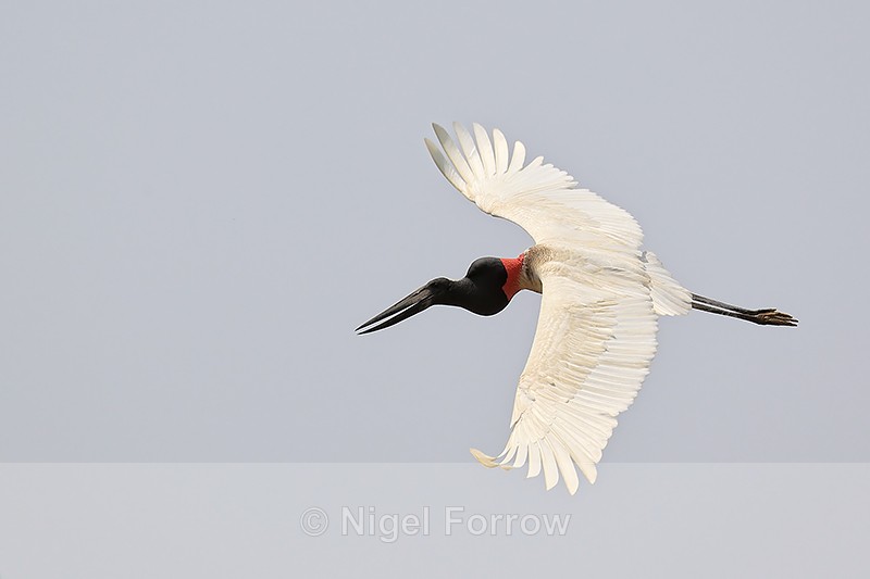 Jabiru in flight, Pantanal, Brazil - Jabiru
