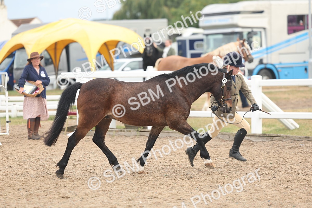 SBM_08504 - Class 29 - IH Veteran Pony