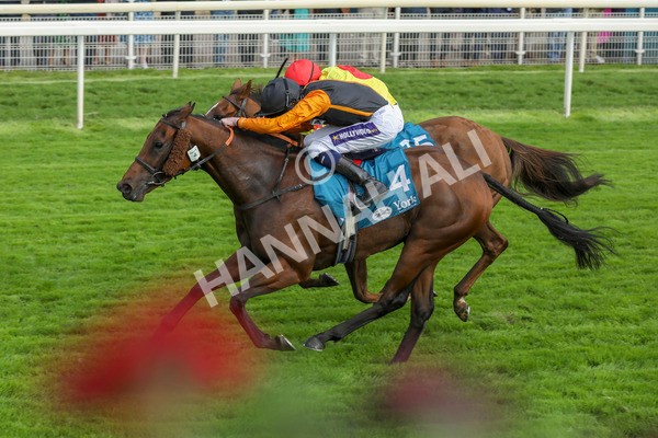 230923-Race 4-Aphelios-5331 - Race 4 3.45pm Jigsaw Sports Branding Handicap