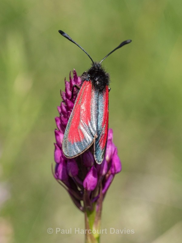 Transparent  burnet  (Zygaena purpuralis) - Insects, Spiders and other Animals