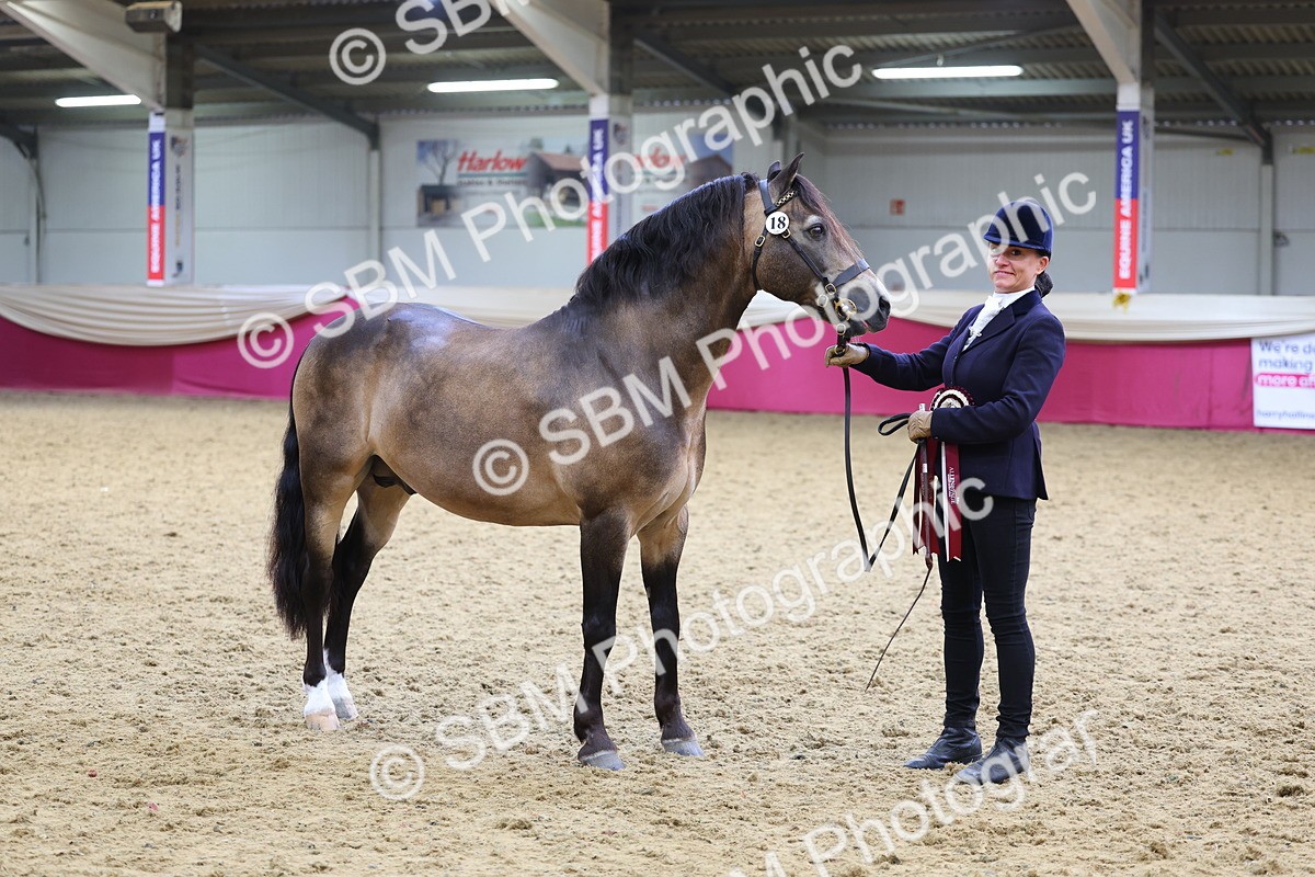 SBM_23027 - Class 903 - Supreme Final - IH Pre Vet