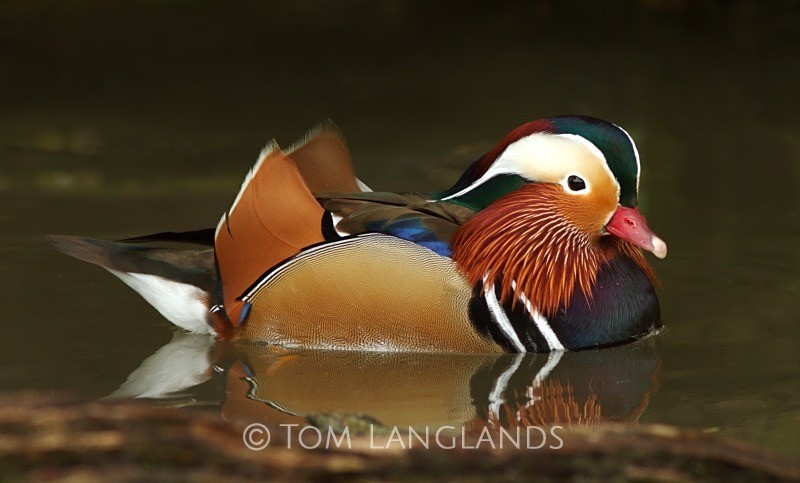 Mandarin Duck - All Other Birds