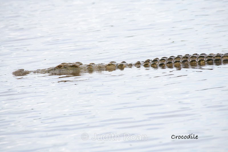  - South Africa Birds and Mammals