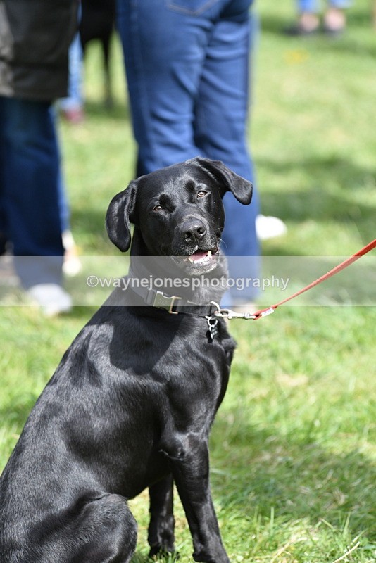 WJ5_9809 - Class 3 Most Handsome Dog