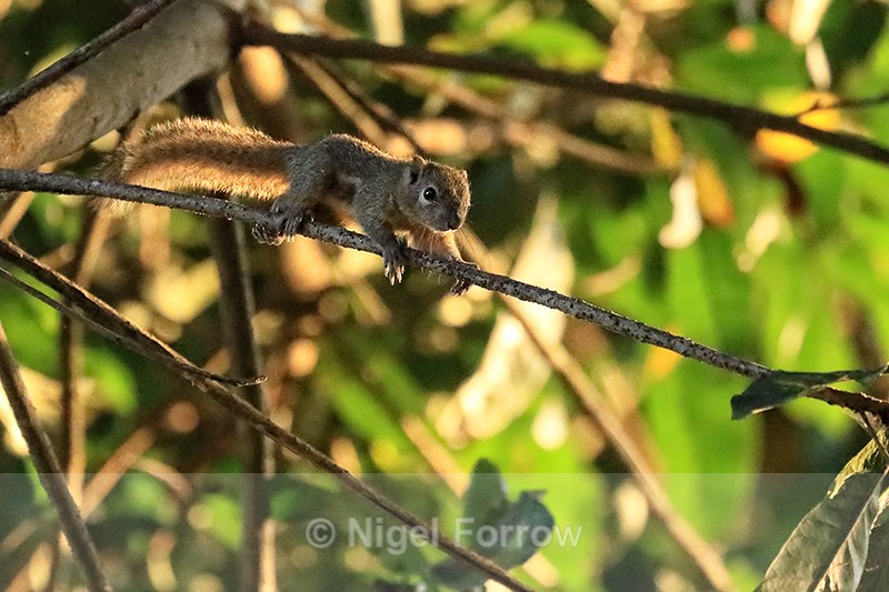 Plantain Squirrel, Ubud, Bali, Indonesia - Squirrel