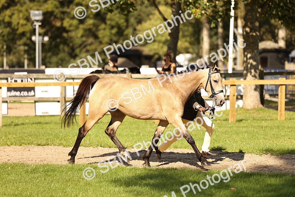 SBM_26181 - S5 - Novice & Newcomers In Hand