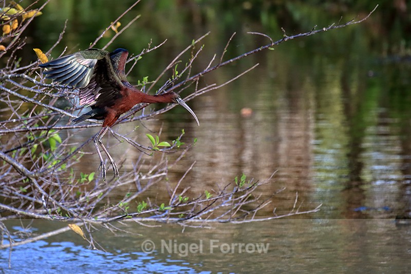 Glossy Ibis drops down, Wakodahatchee Wetlands, Florida - Glossy Ibis
