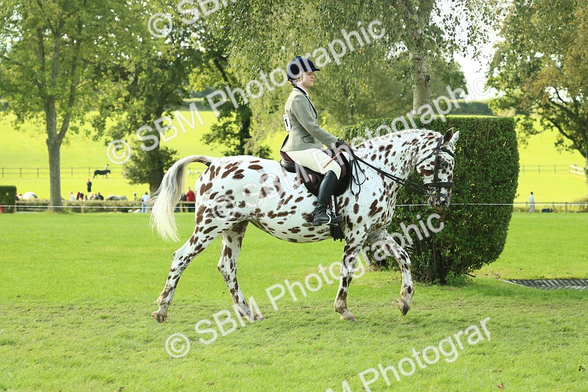 SBM_62382 - S62 - Foreign Breeds Ridden