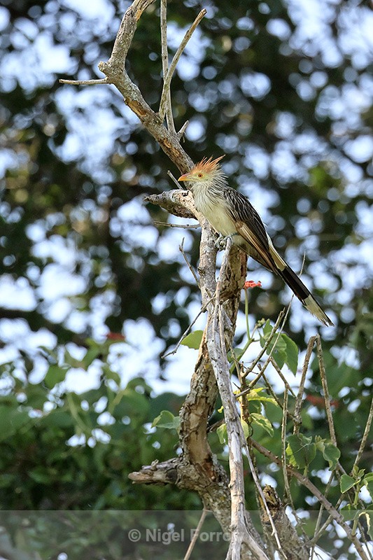 Guira Cuckoo perched, Corixo Negro, Mato Grosso, Brazil - Guira Cuckoo