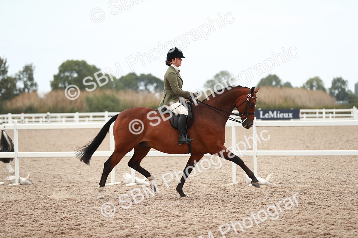 SBM_17651 - Class 215 Ridden Hack/ Riding Horse