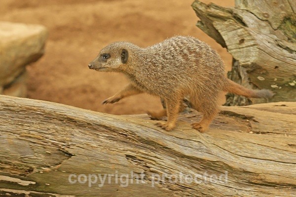 Meerkat on the move (Colchester Zoo) - African Wildlife