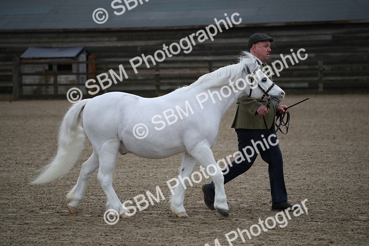 SBM_003904 - Class 1-4 - Young Stock classes Inc. In Hand Championship