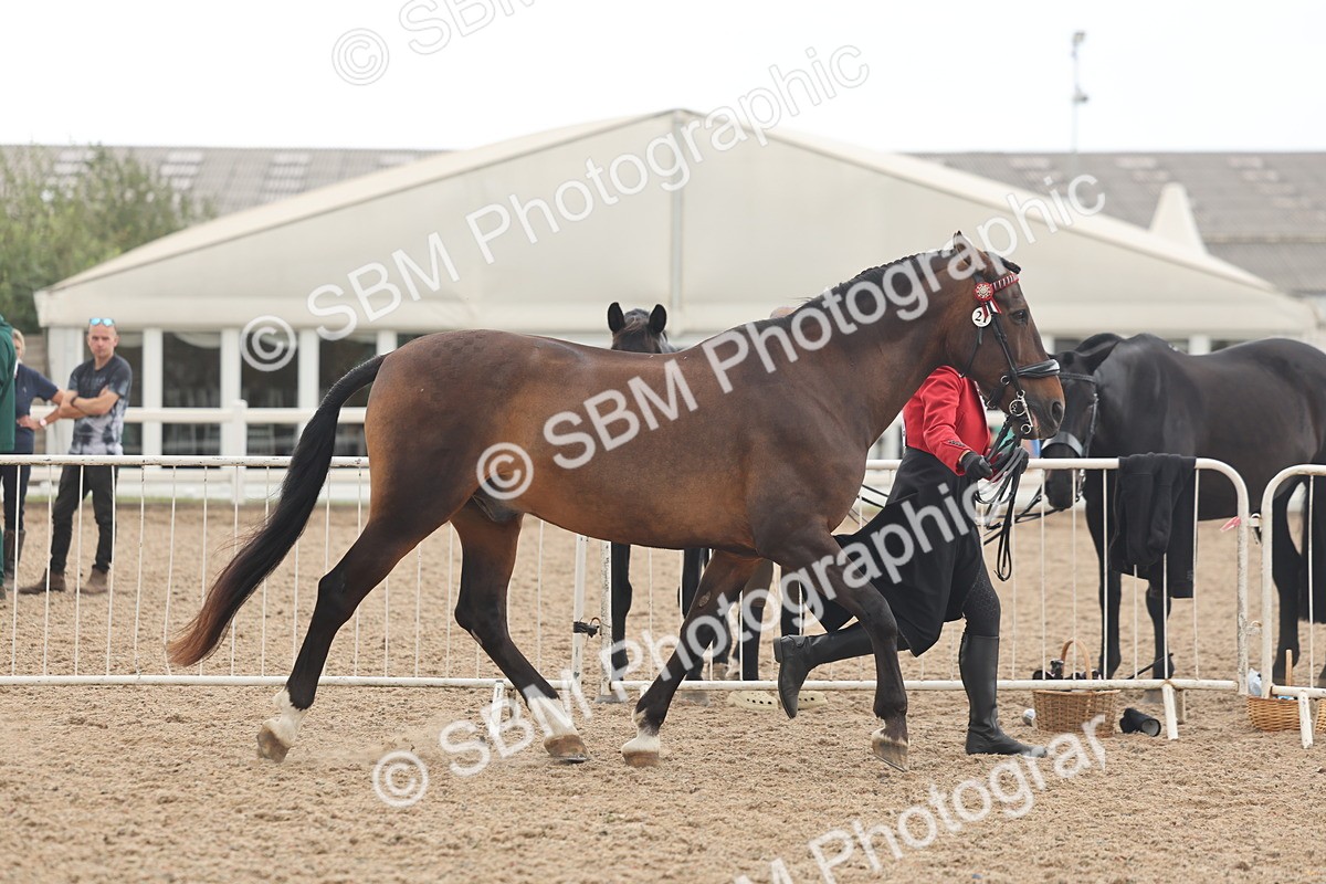 SBM_07633 - Class 26 - IH Foreign Breeds - Part Bred