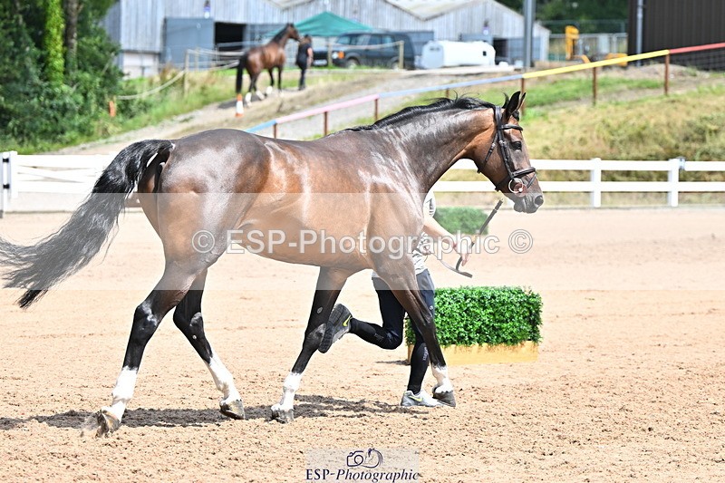 240718A-105302-01481 - Trot Up 12pm to 1pm