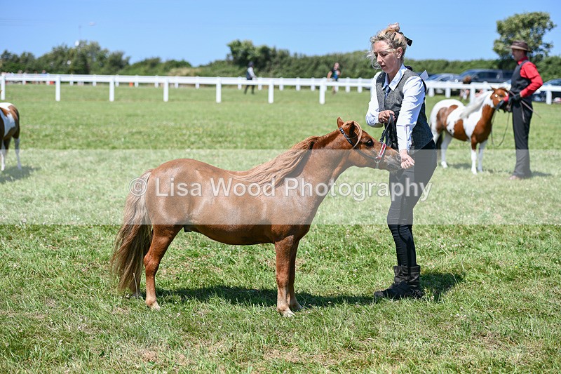 DSC_7158 - Class 61: Miniature Horse 4yrs & over