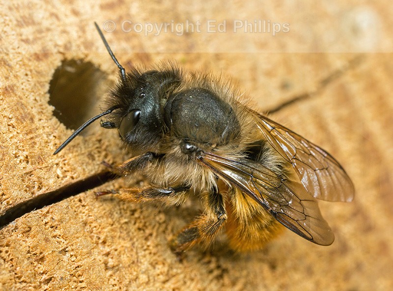 Osmia bicornis (f)
