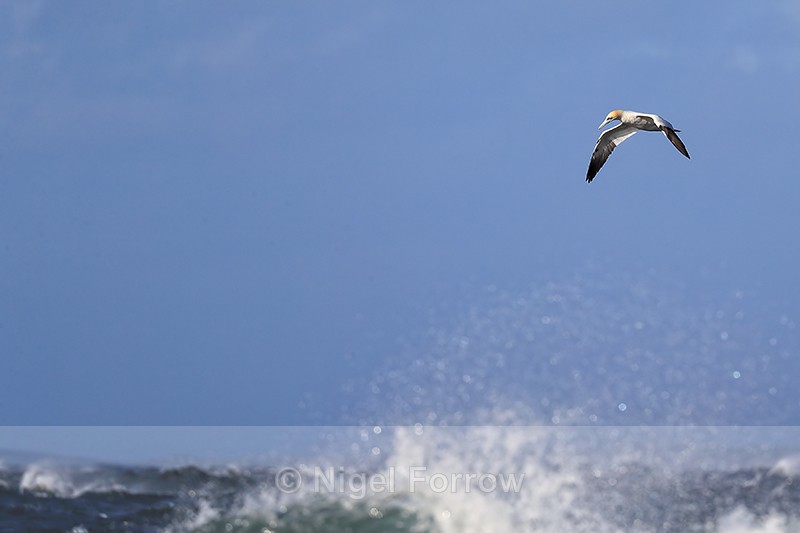 Gannet hovering over rough sea, Ness of Duncansby, Scotland - Gannet