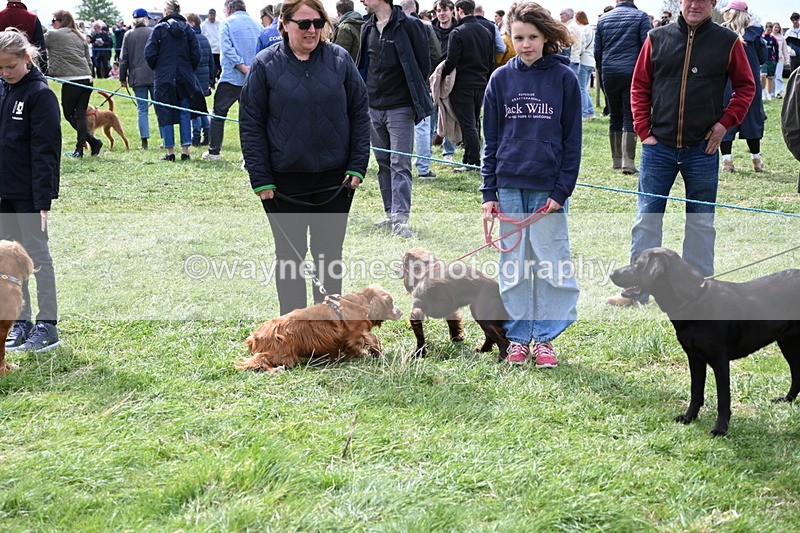 WJ6_8718 - Class 8 Best Working / Gun Dog or Bitch