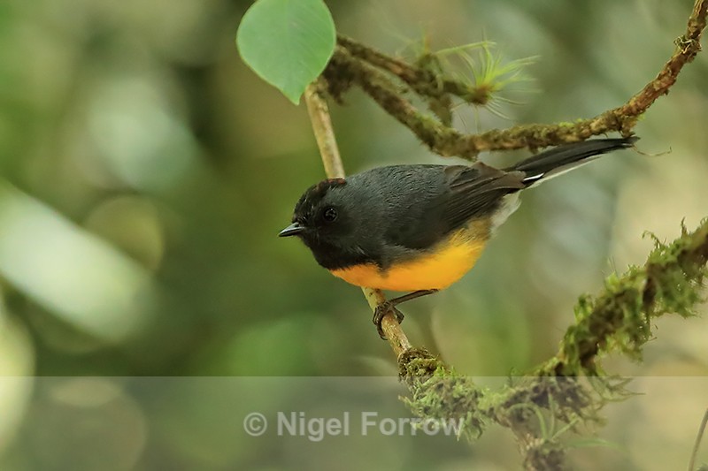 Slate-throated Redstart, Costa Rica - Slate-throated Redstart