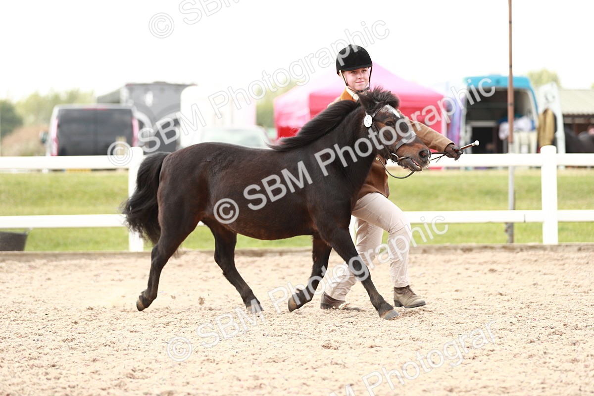 SBM_11792 - Class 206 IH Non Show Type Pony