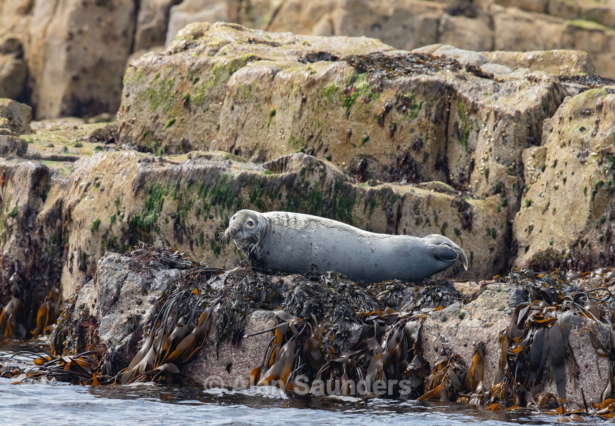 Common Seal 27