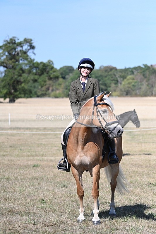 WJ7_1271 - Class 41 Prettiest Mare