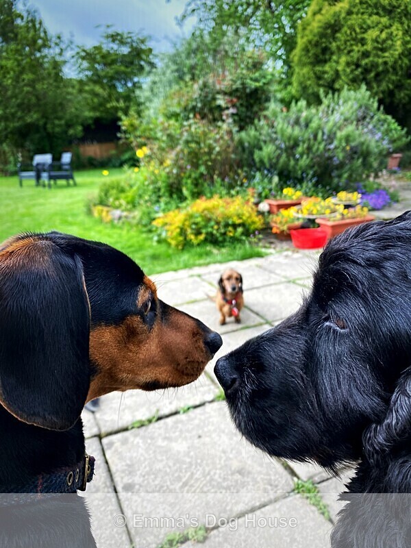  - Dogs