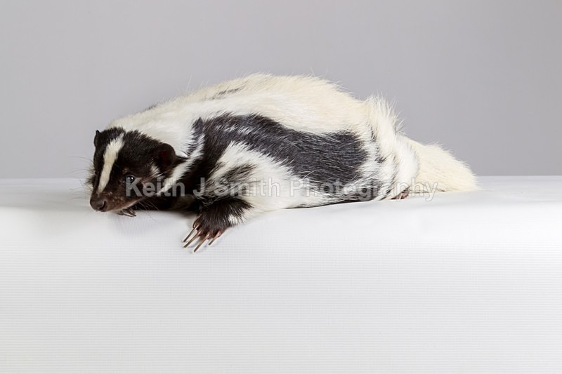 1KJS0217 - Roaming Reptile Show