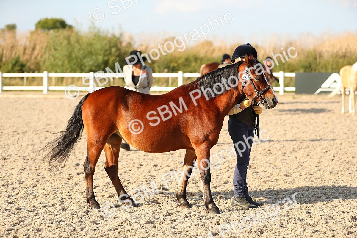SBM_08984 - Class 29 IH Veteran Pony