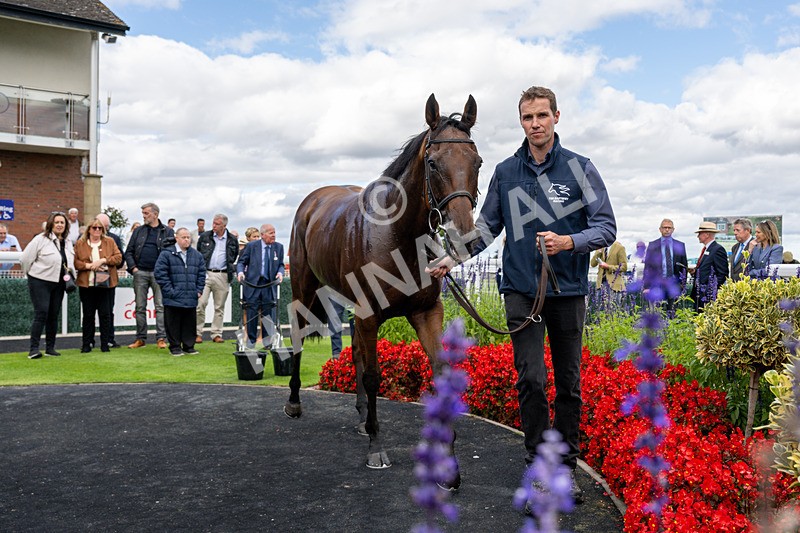 160926-Race 1-Austrian Theory-3934 - Race 1 2.08pm Season Finale Is Next Tuesday Selling Handicap