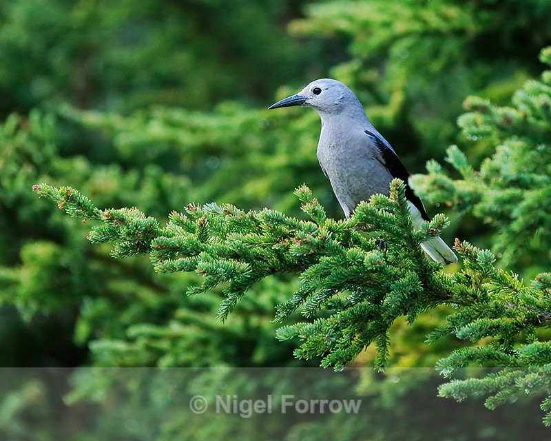 Clark's Nutcracker in pine tree, Lake Louise - Clark's Nutcracker