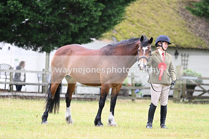 WJ7_6375 - Class 4a Prettiest Mare over 14hh