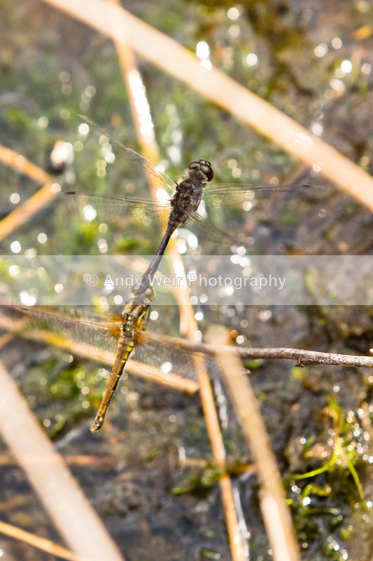 20160913-3K8A6839 - Dragonflies & Damselflies