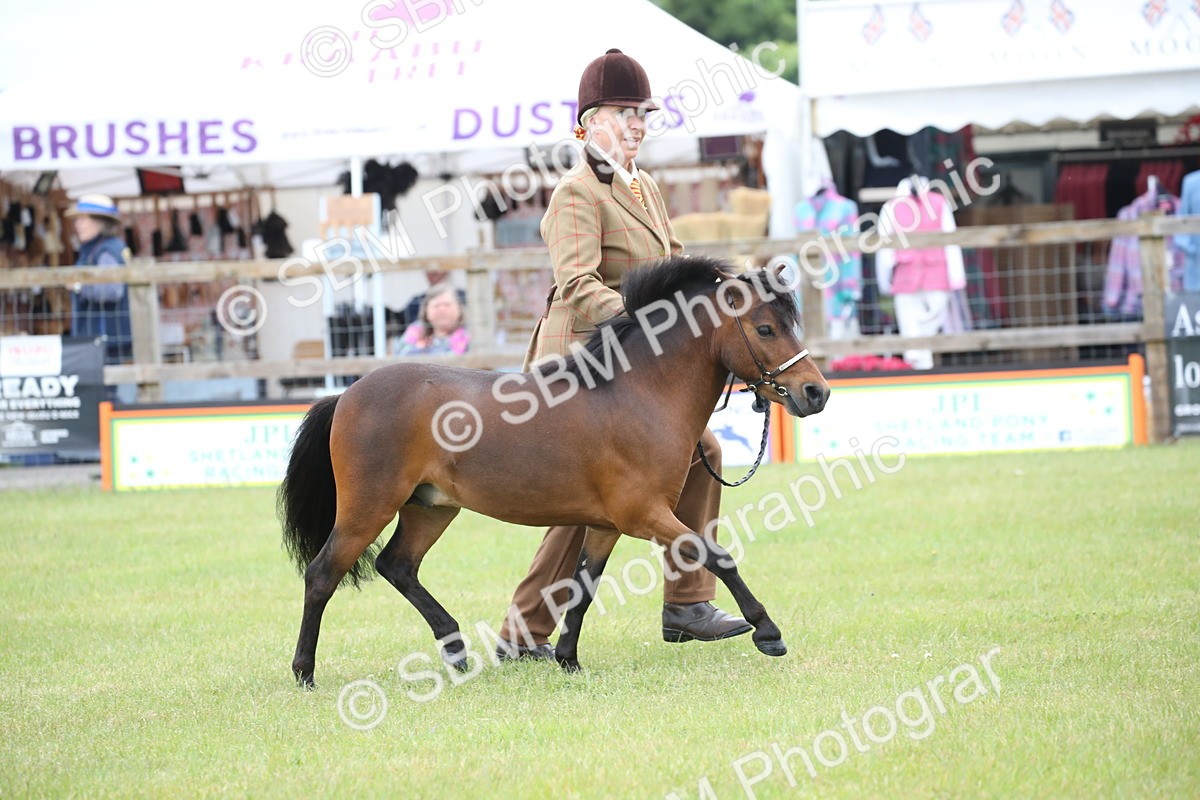 SBM_03689 - Class 23-25 - British Miniature Horse of the Year