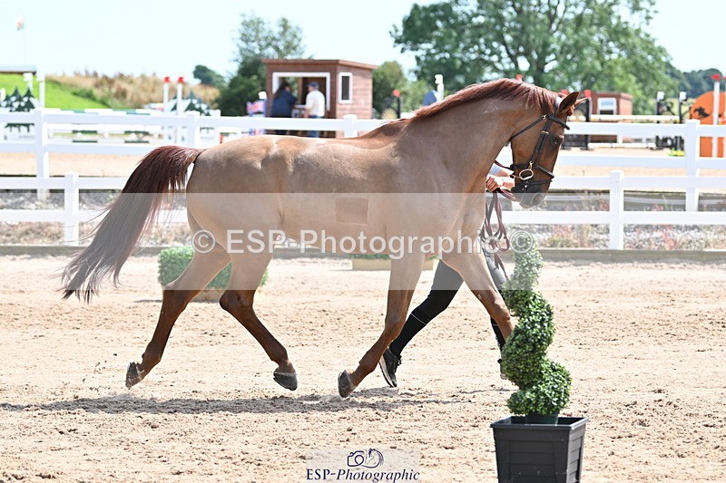 240717A-145953-02413 - Trot Up 2pm to 3pm - This folder is not in time order