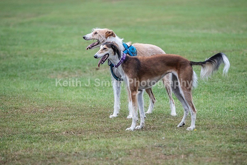 0KJS3754 - Dogs in Abington Park