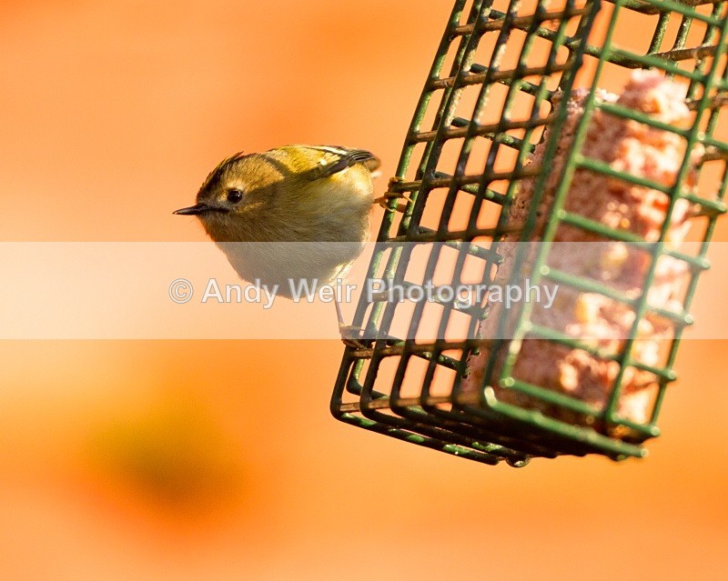 20110308-IMG_1864 - Wren & Goldcrest