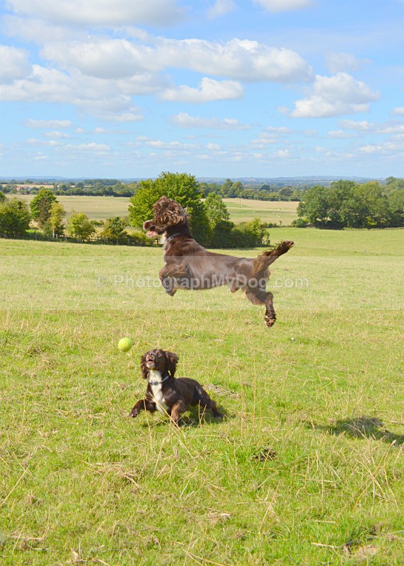  - Cocker Spaniels