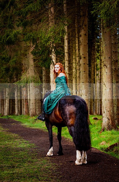  - Equine Gallery Portfolio