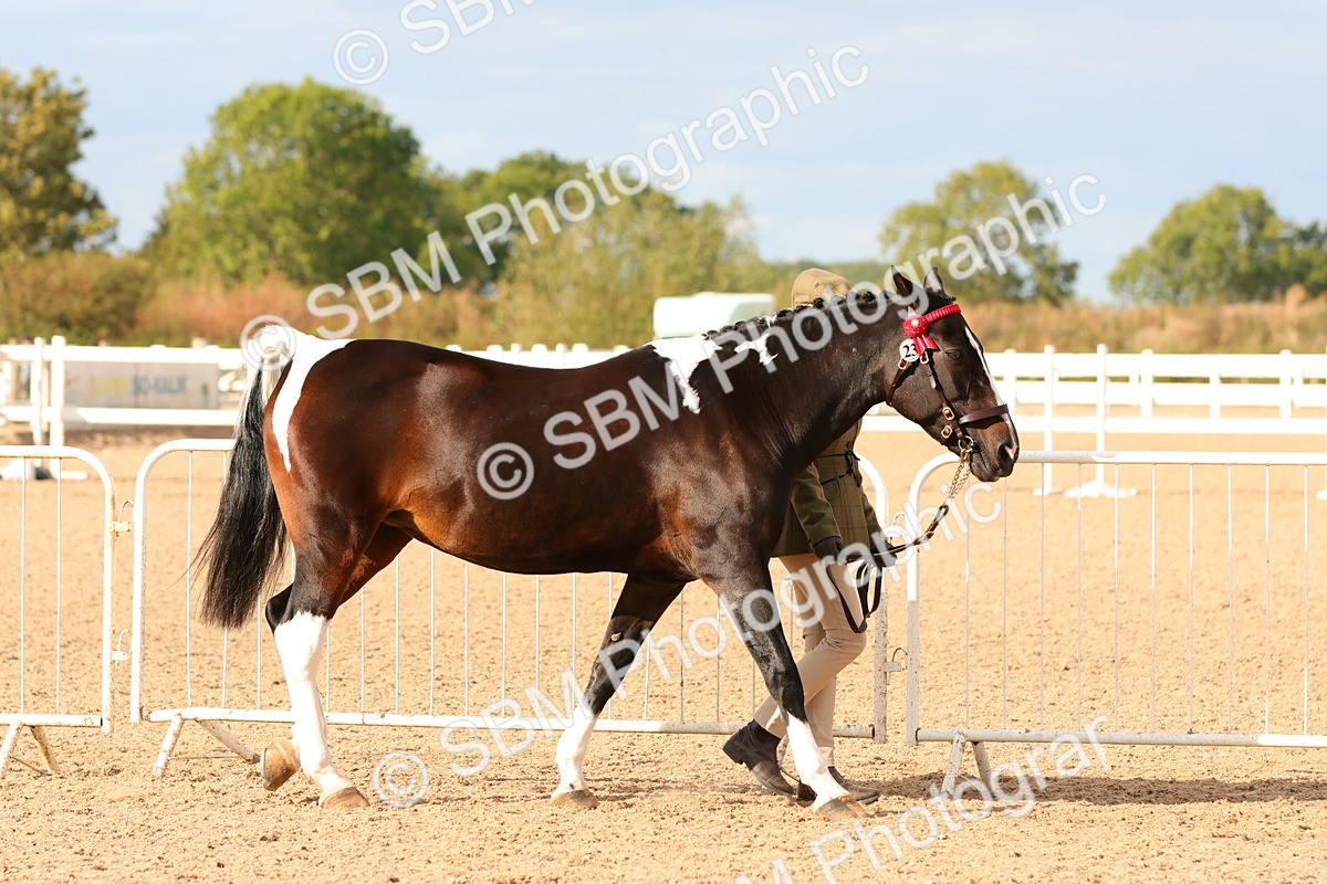 SBM_18338 - Class 318 - IH Part Bred Horse Pony
