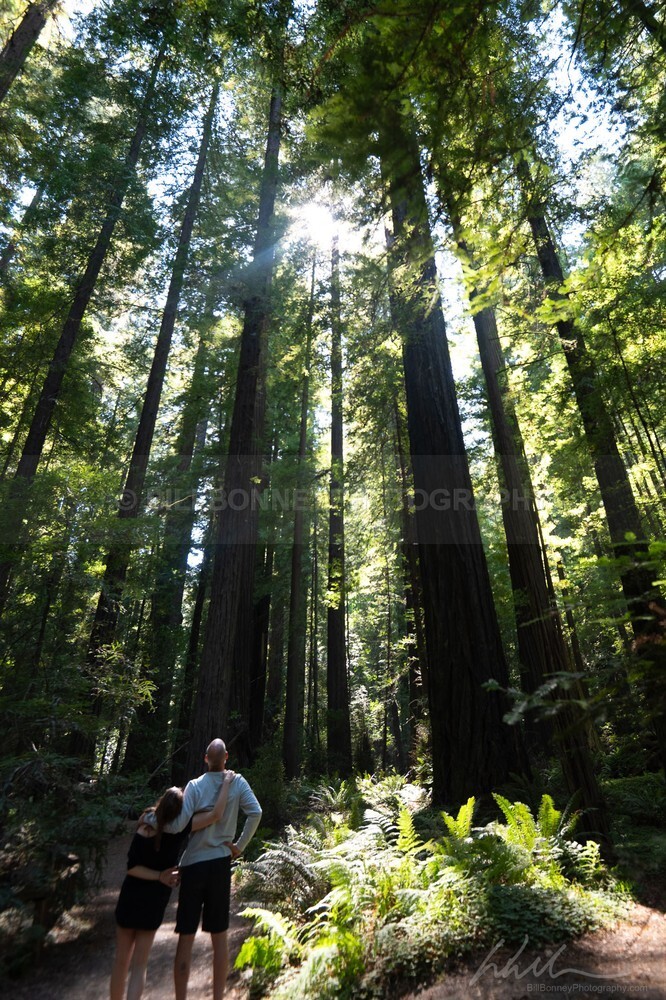 DSC_2682 - Trees