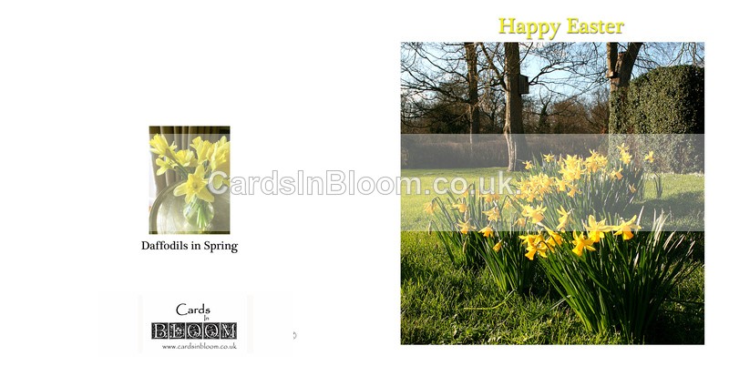 905 Easter daffodils - Easter