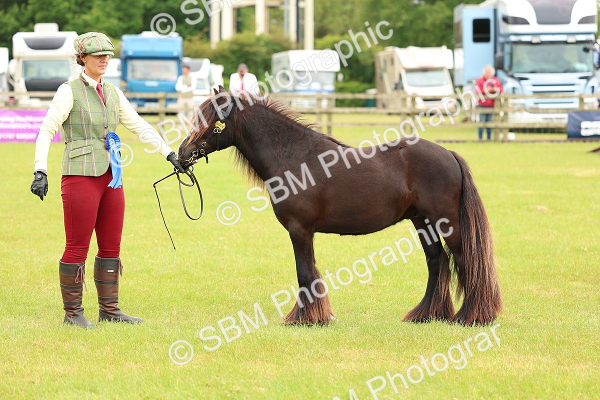SBM_06310 - Class 39-41 TGCA In Hand and Ridden