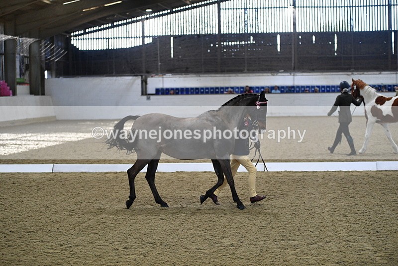 WJ5_3592 - Class 5 In Hand Veterans