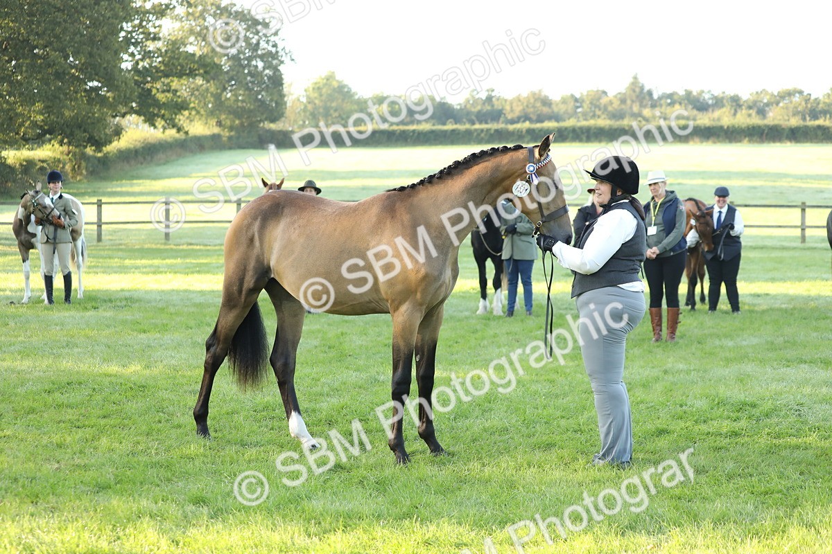 SBM_57849 - S42 - Youngstock