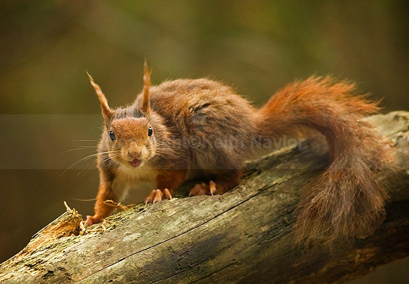 Red Squirrel 1Jun08 - 2008