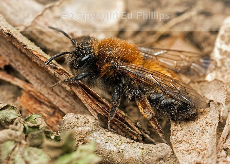Andrena clarkella (f)