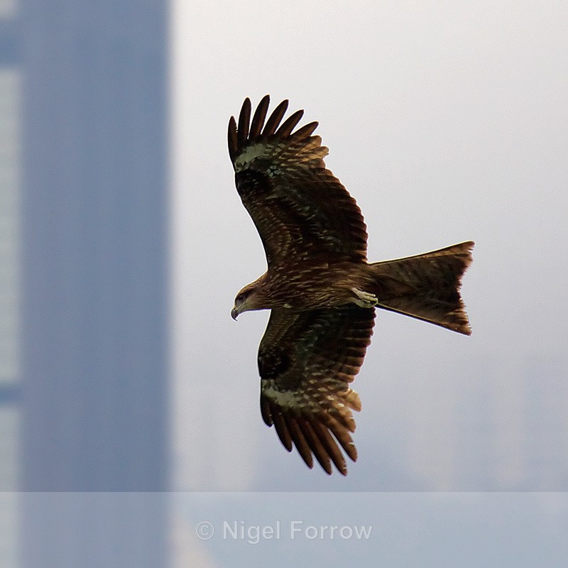 Black Kite in flight with a Hong Kong skyscraper in the background - Black Kite