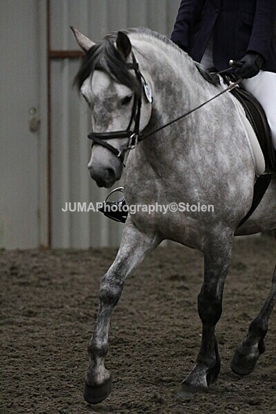 SIAL4026 - CAbin Dressage 5th july 2025