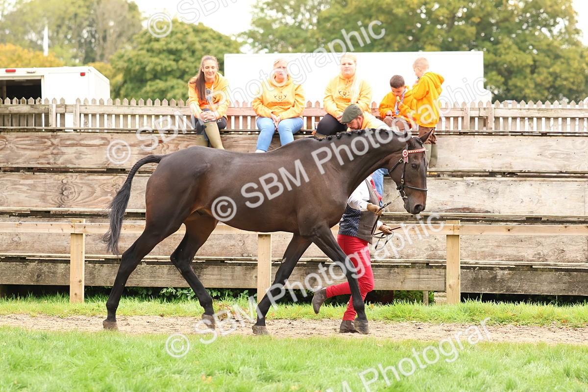 SBM_59880 - S36 - Rehabiliated Rescue Horse & Pony In Hand & Ridden